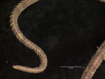 Media type: image; Invertebrate Zoology OPH-2981 Description: arm;